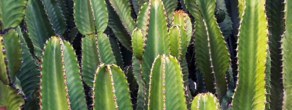 Die häufigsten Verhandlungsfallen und wie Sie sie vermeiden – Teil 2